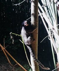 Callithrix penicillata