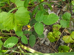 Rhynchosia tomentosa