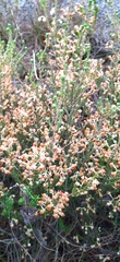 Erica spectabilis