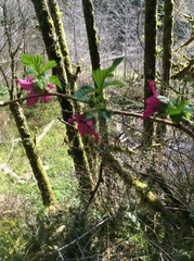 Rubus spectabilis spectabilis