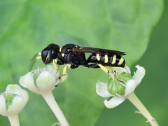 Ectemnius cephalotes