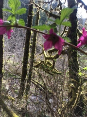 Rubus spectabilis spectabilis