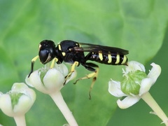 Ectemnius cephalotes