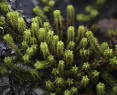 Zygodon pentastichus