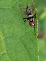 Anthomyia oculifera