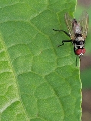 Anthomyia oculifera