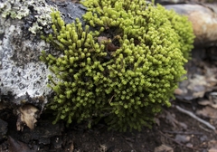 Zygodon pentastichus