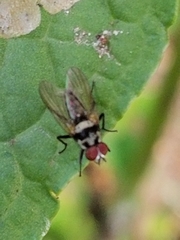 Anthomyia oculifera