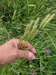 Hordeum secalinum
