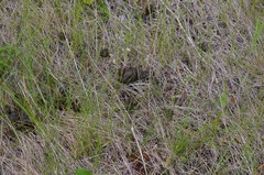 Cervus canadensis canadensis