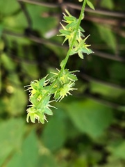 Rochelieae