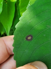 Acericecis ocellaris