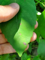 Acericecis ocellaris