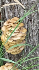 Pleurotus citrinopileatus