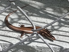 Spondylurus semitaeniatus