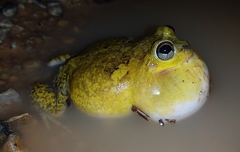 Peters' Four-Eyed Frog photo 3
