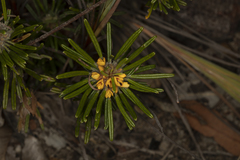 Pultenaea petiolaris