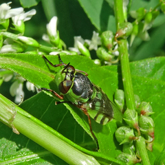 Hedriodiscus truquii