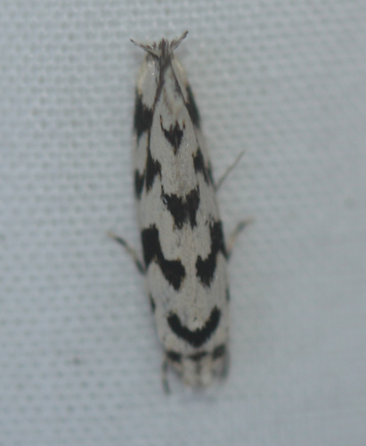 Fungus moth photo 3