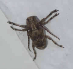 Pterolophia bigibbera