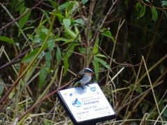 Ochthoeca rufipectoralis