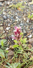 Castilleja raupii