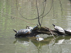 Trachemys scripta elegans