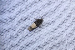 Epiblema tripartitana