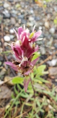 Castilleja raupii