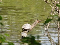 Trachemys scripta elegans