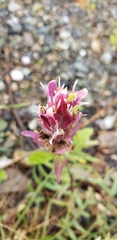 Castilleja raupii