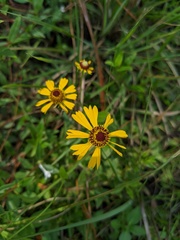 Helenium brevifolium