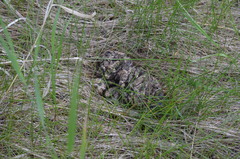 Cervus canadensis canadensis