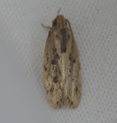 Stoeberhinus testaceus