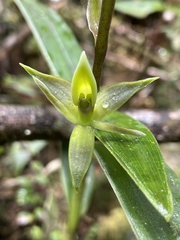 Epidendrum oxycalyx
