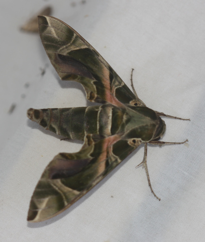 Oleander Hawkmoth photo 3
