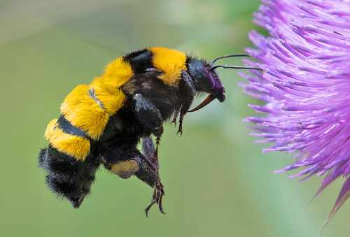 Sonoran Bumble Bee photographed in Texas