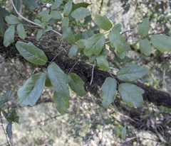 Boquila trifoliolata