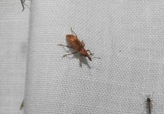 Listronotus appendiculatus