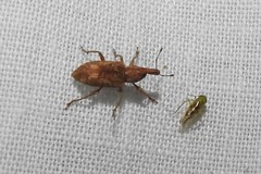 Listronotus appendiculatus