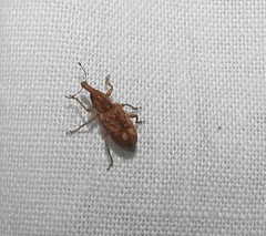 Listronotus appendiculatus