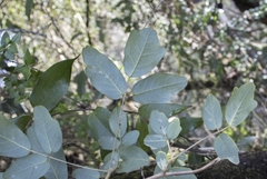 Boquila trifoliolata