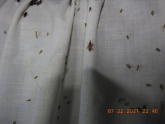 Listronotus appendiculatus