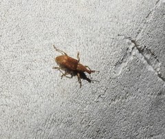 Listronotus appendiculatus