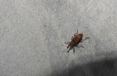 Listronotus appendiculatus