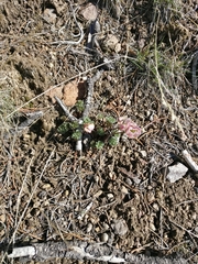 Ranunculus andersonii