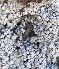 Pertusaria californica image