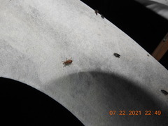 Listronotus appendiculatus