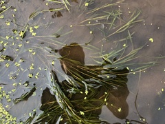 Potamogeton foliosus