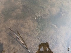 Potamogeton foliosus